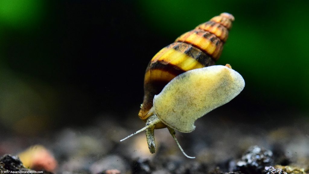 Assassin Snails Lowest Temperature at Judith Lohr blog