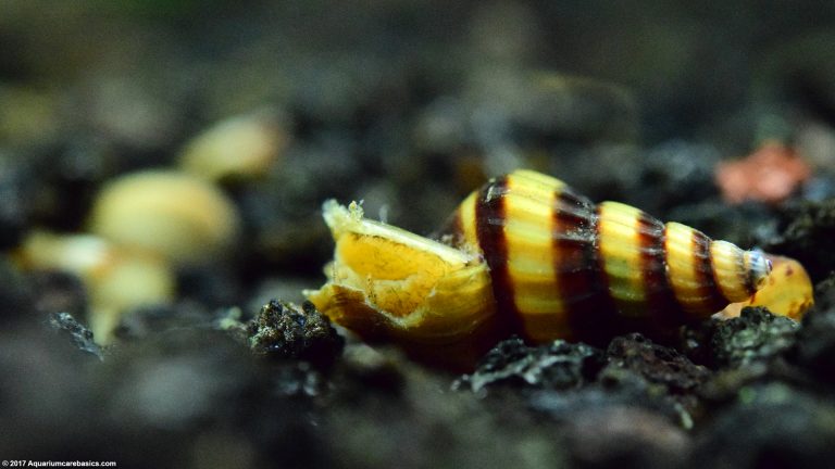 Assassin Snail: Care, Size, Diet, Feeding & Tankmates - Video