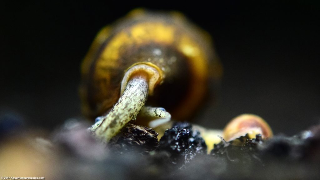 Assassin Snail: Care, Size, Diet, Feeding & Tankmates - Video