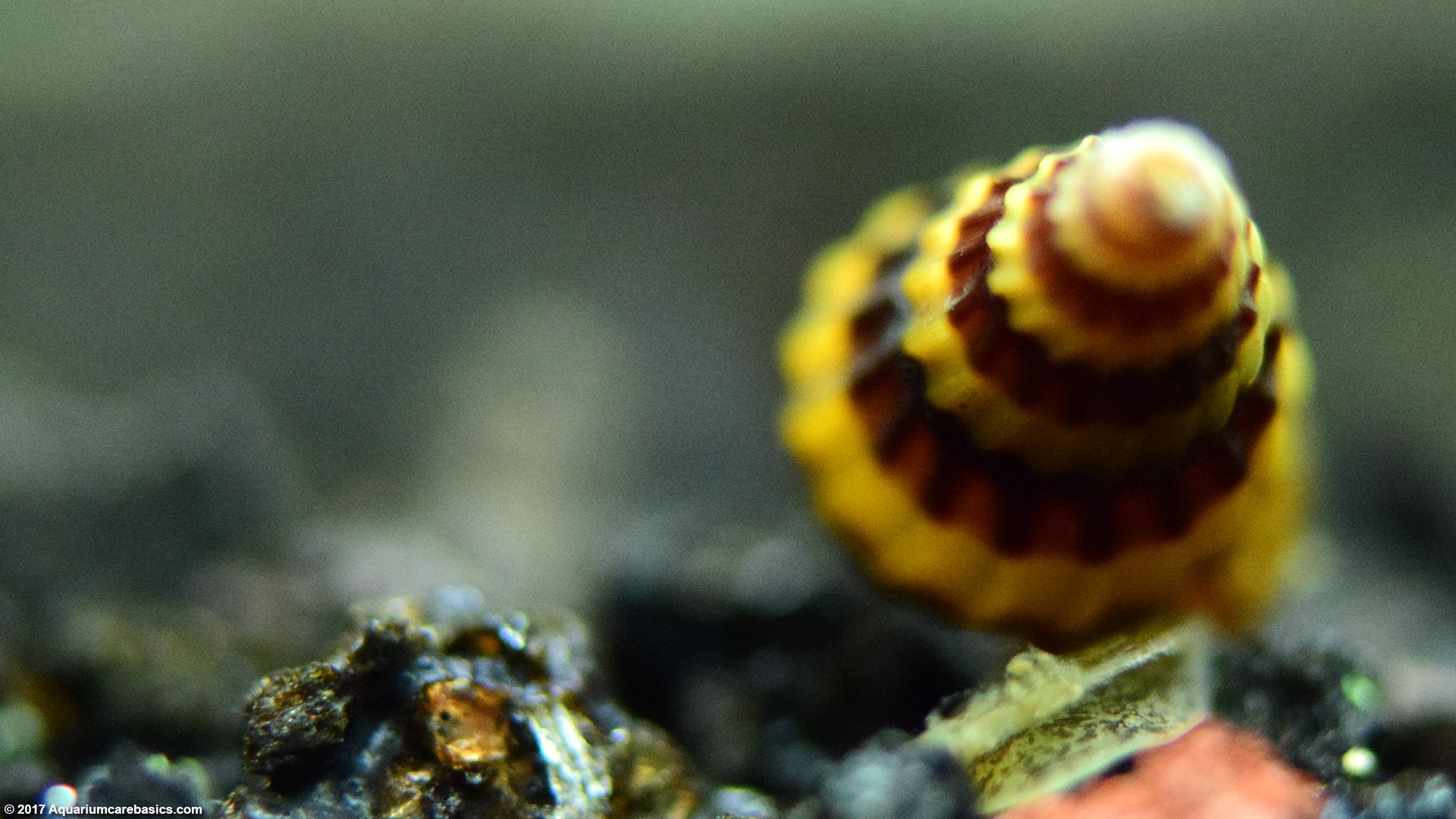 Assassin Snails: The Ultimate Anentome Helena Care Guide!