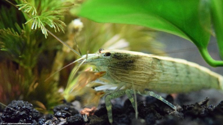 Freshwater Shrimp Can Be Great Additions To A Tank - Video