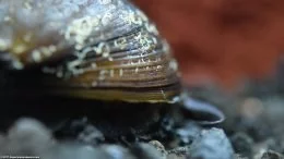Escargot nérite coureur noir dans un Aquarium d'eau douce