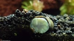 Escargot nérite noir creusant dans le substrat