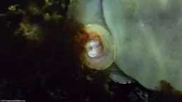 Ślimak czarny raszplasty zjada algi