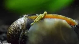Engrais d'escargots nérites noirs