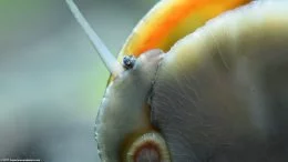 Ślimak czarny Racer Nerite Snail On Aquarium Glass