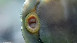 Boca del caracol Nerite Negro, Upclose