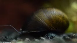 Forma del guscio della lumaca Nerite nera