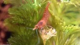 Red Cherry Shrimp