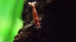 Cherry Shrimp In A Freshwater Aquarium