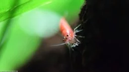 Cherry Shrimp Algae Eating Upclose