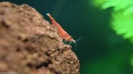 Red Cherry Shrimp Eating Algae Growing On Glass