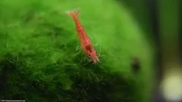 Neocaridina heteropoda Like Moss Balls