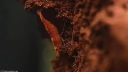 Neocaridina heteropoda Tank Including A Laval Rock