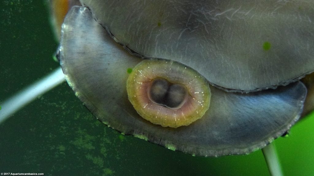 Can Sea Snails Eat Algae at Loretta Lopez blog