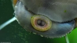 Closeup van zwarte nerietenslak die algen eet