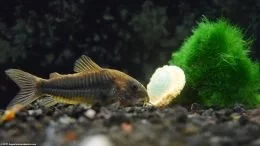 Close-up van Cory Catfish Near Moss Ball