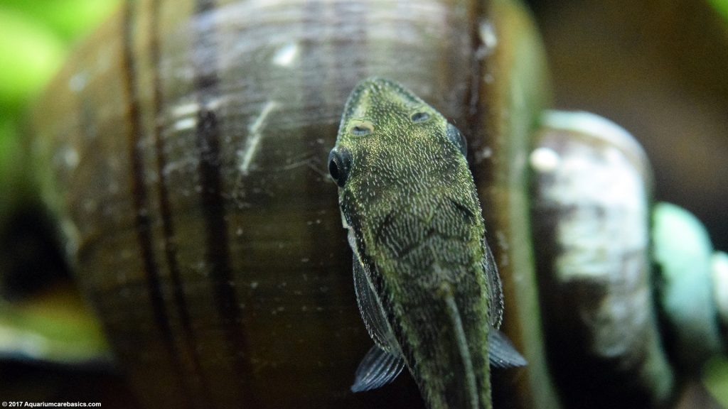 Otocinclus Catfish: Care, Food, Size & Algae Eating - Video