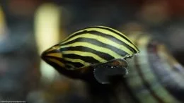 Closeup Zebra Nerite Snail Moving Across Hard Surfaces