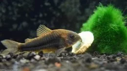 Cory Catfish Feeding On algen Wafer