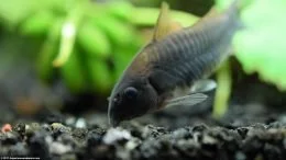 Cory Catfish On Black Substrate