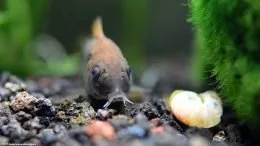 Cory Catfish In A Freshwater Aquarium