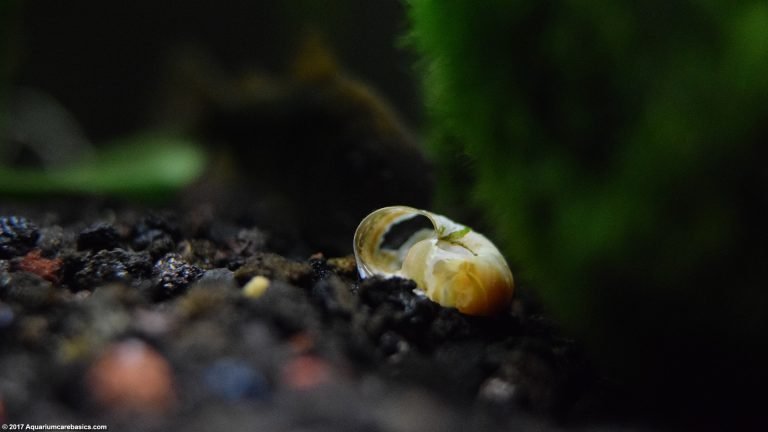 Ramshorn Snail Care, Size, Food, Reproduction, Lifespan - Video