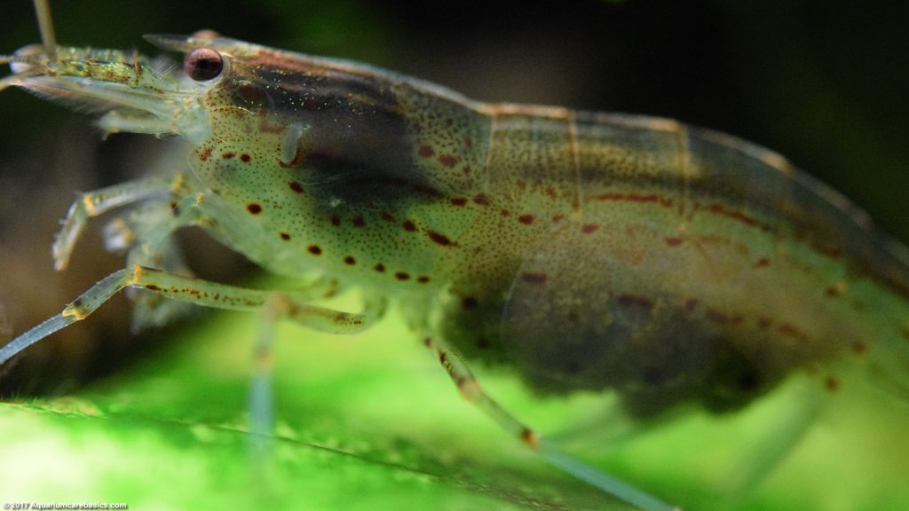 Amano Shrimp Care, Feeding, Algae Eating, Size, Lifespan - Video