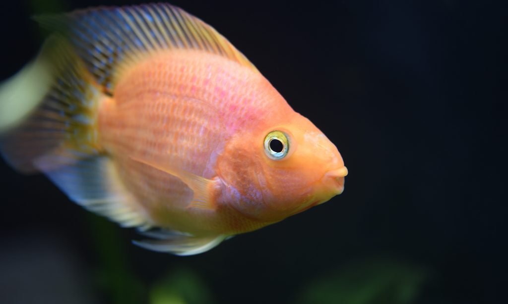 Aquarium Care Basics: 10 Keys To A Healthy Freshwater Fish Tank