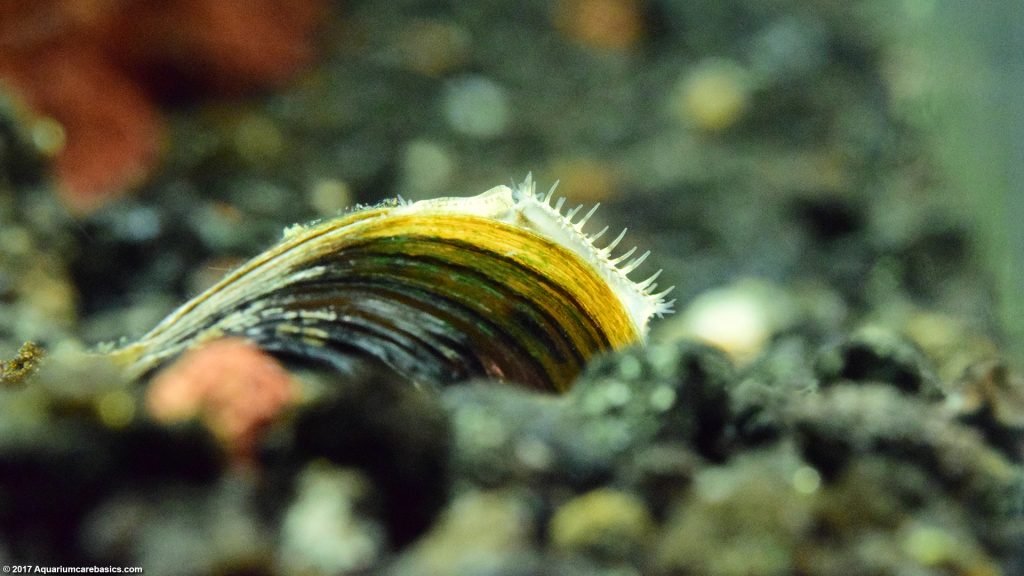 Freshwater Clams Care Food Size Lifespan And Tankmates Video