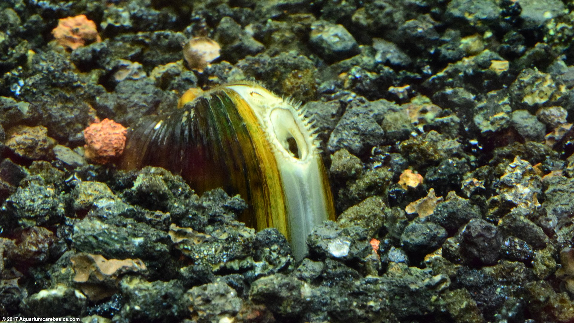 clam eating fish
