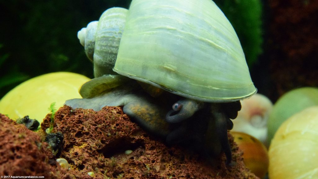 Les bébés escargots dans un aquarium d'eau douce - Freshwater Mystery Snail 1024x576