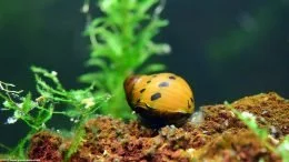Freshwater Nerite Snails Can Be Great Tank Cleaners