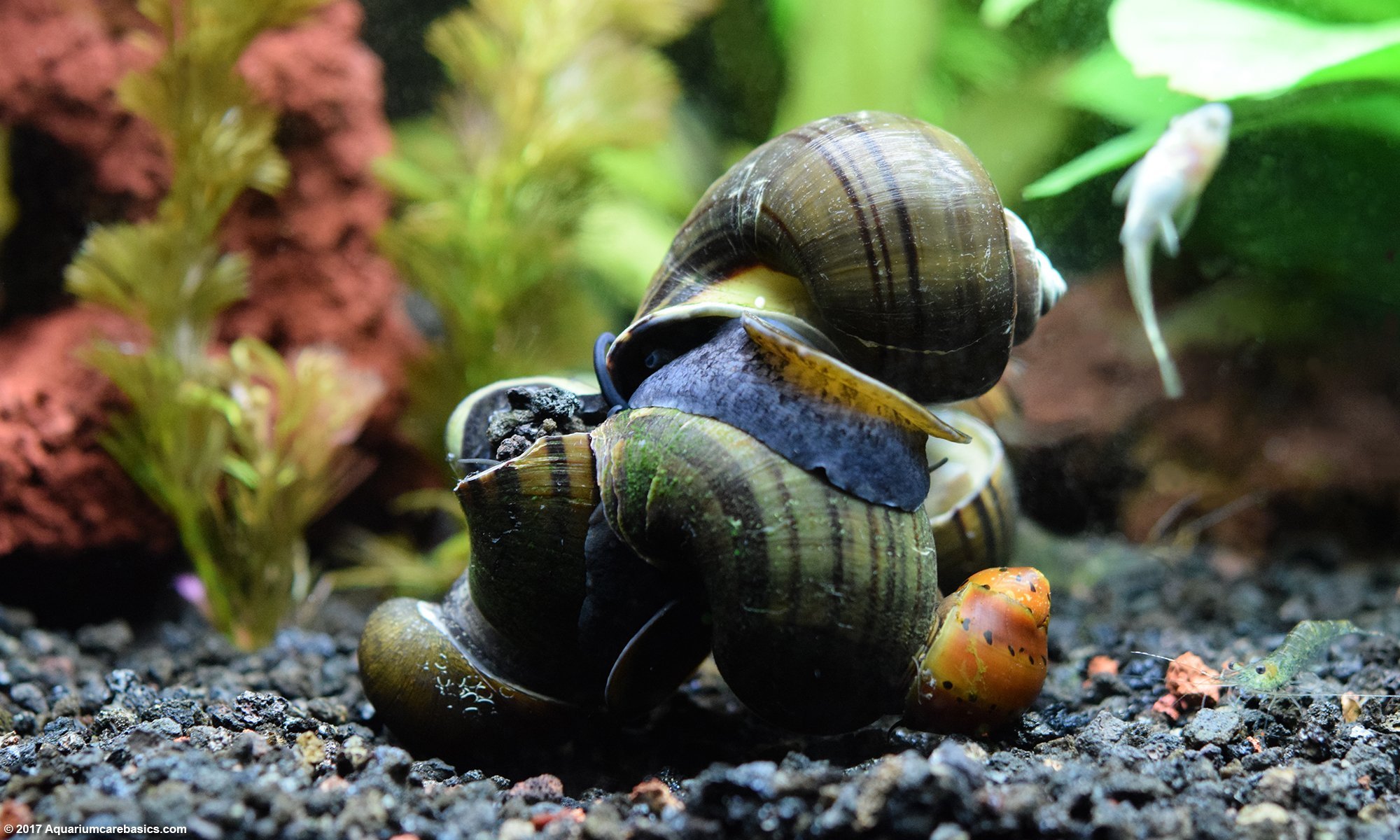 freshwater aquarium snails