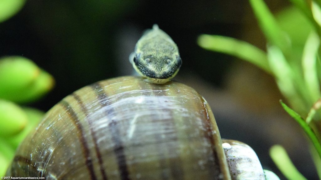 Otocinclus Catfish: Care, Food, Size & Algae Eating - Video