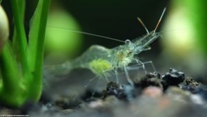 Ghost Shrimp Care, Food, Lifespan, Habitat - Video