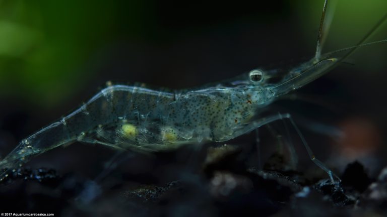 Ghost Shrimp Care, Food, Lifespan, Habitat - Video