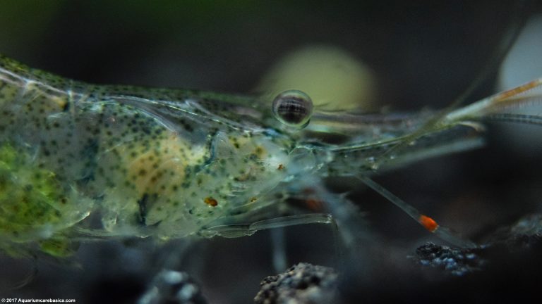 Freshwater Shrimp Can Be Great Additions To A Tank - Video