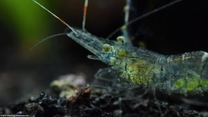 Ghost Shrimp Care, Food, Lifespan, Habitat - Video