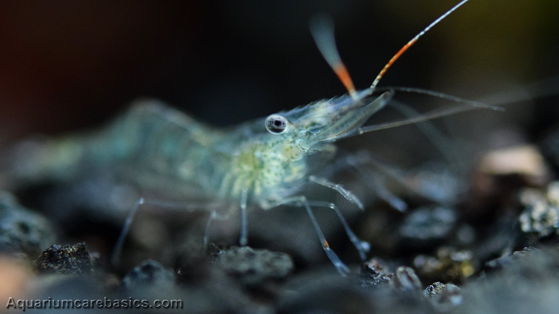 do ghost shrimp eat brown algae