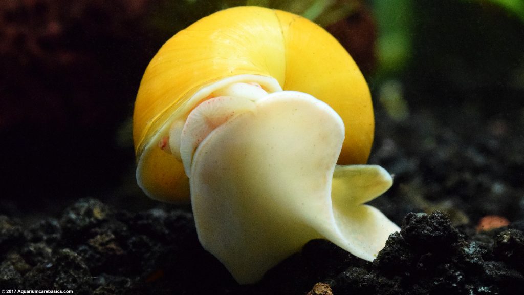 Gold Inca Snail Care, Feeding, Size, Tankmates & Lifespan