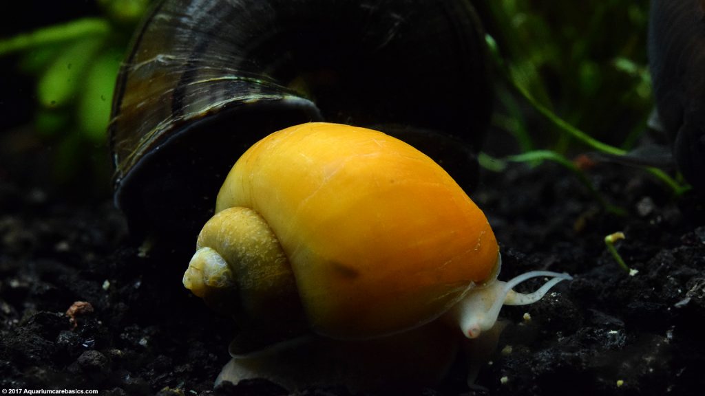 Freshwater Snails: Types Of Aquarium Snails Available In Stores