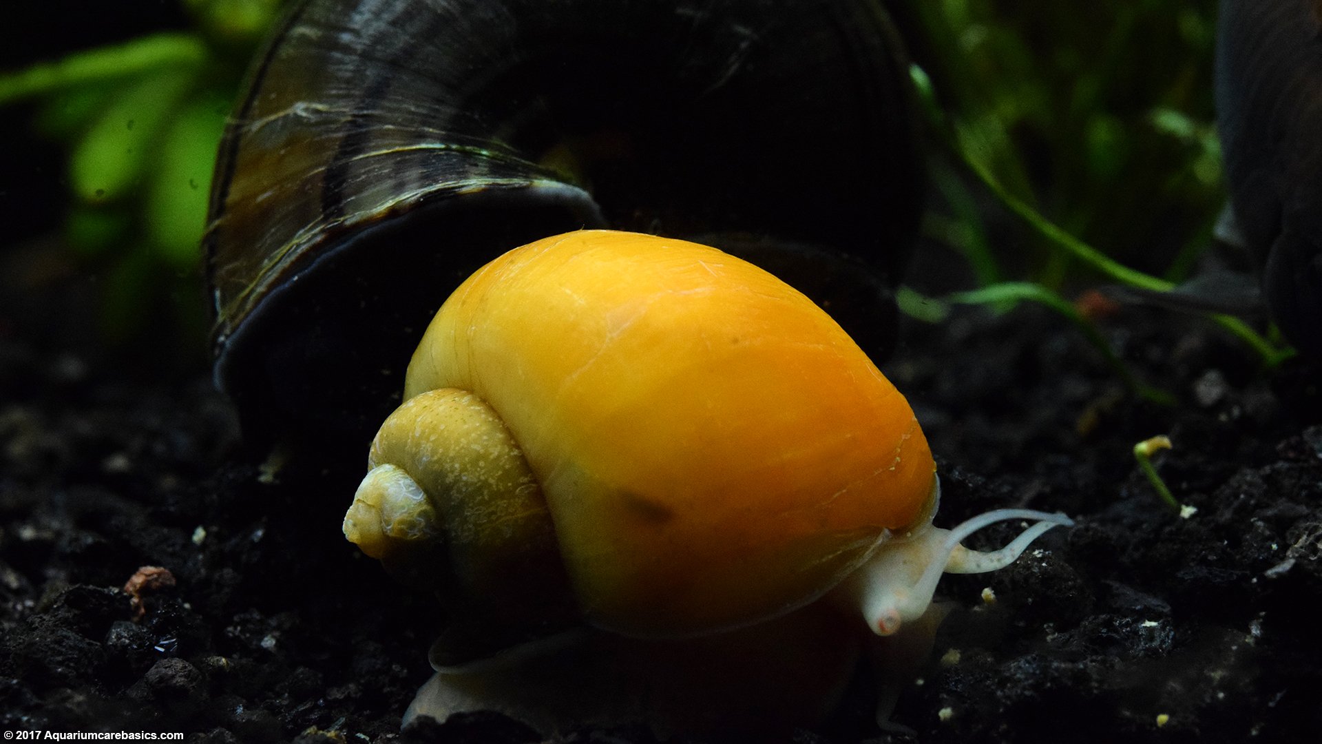 snails for cold water fish tanks