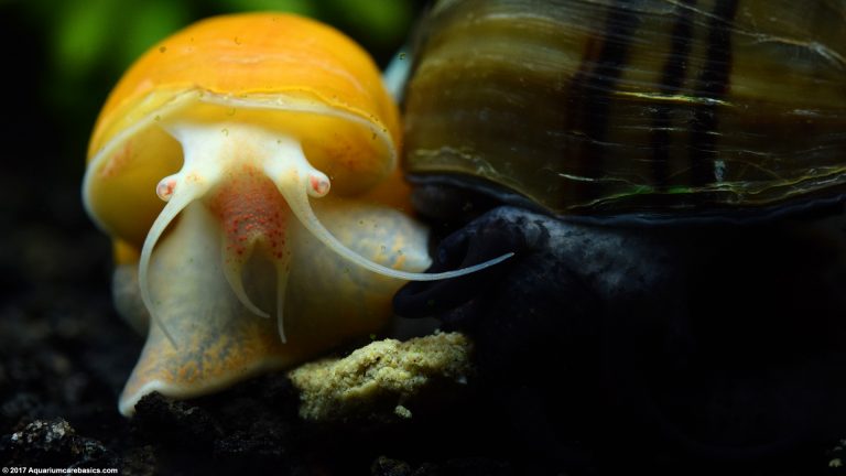 Gold Inca Snail Care, Feeding, Size, Tankmates & Lifespan