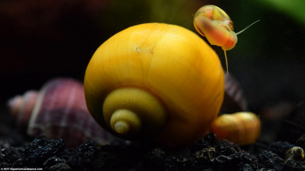 Gold Inca Snail Care, Feeding, Size, Tankmates & Lifespan