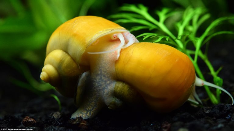 Gold Inca Snail Care, Feeding, Size, Tankmates & Lifespan