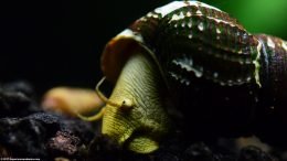 Gold Rabbit Snail Feeding