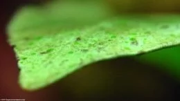 Verdes Spot Algae On Anubias Plant Leaf