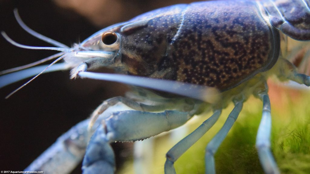 Hammers Cobalt Blue Lobster: Care, Size, Color & Diet - Video