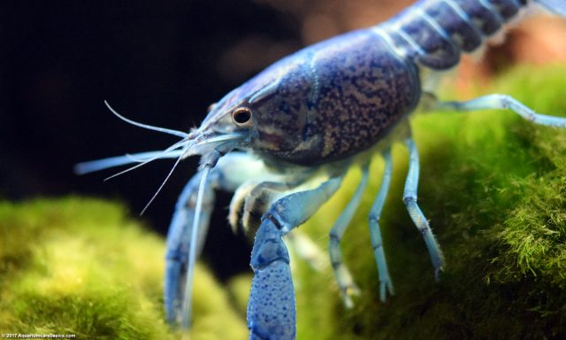 Hammers Cobalt Blue Lobster: Care, Size, Color & Diet - Video